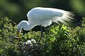 Great Egret Nest High Island_2010_04_24_3734